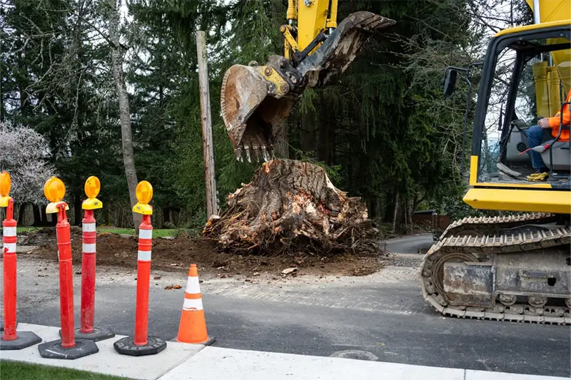 Large stump removal as part of road paving project, large excavator with jawbone bucket and operator in cab.