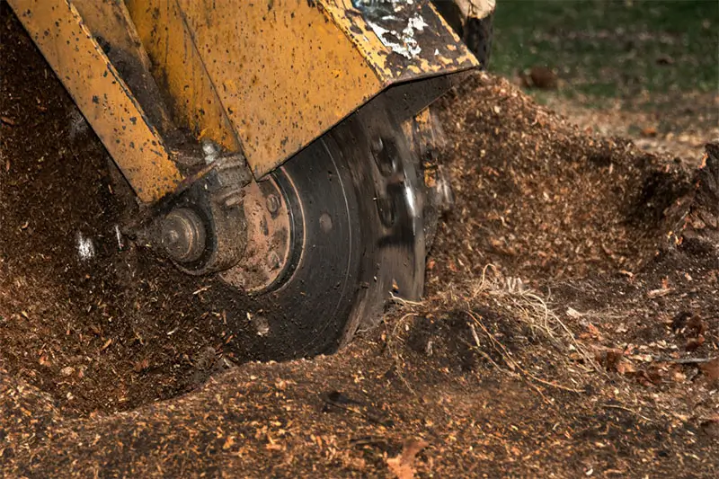 Tree stump grinding machine in operation.