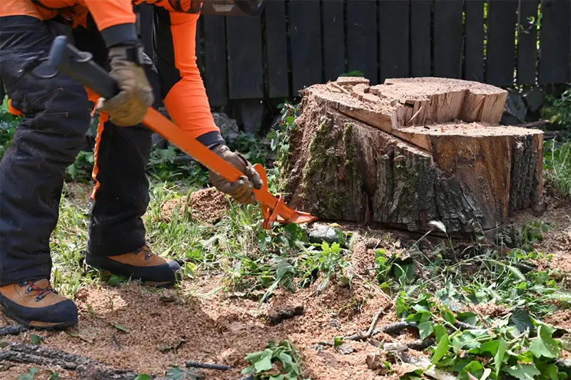 Tree stump removal activity in a backyard garden during daylight by a worker using a tool.