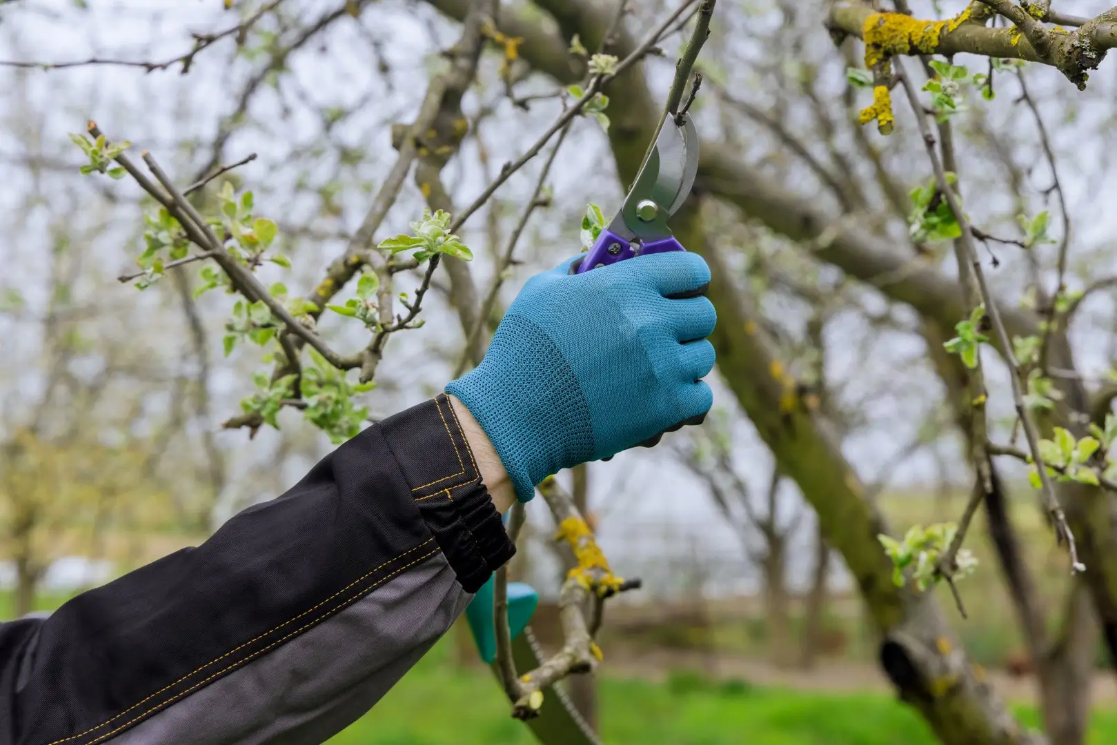 Closeup of an arborist performing spring tree service to encourage healthy new growth.